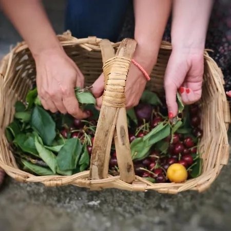 Casa De Sao Roque - Lamego